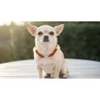 Amberdog® Bernsteinkette mit Sugilith & Rosenquarz – Handgefertigtes Einzelstück für Hunde (29 cm)