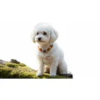 Bernsteinkette für den Hund mit Rosenquarz und Tigerauge Länge 31cm